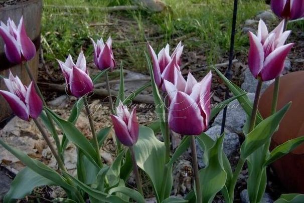 Тюльпан Клаудия (Tulipa Claudia) — фото 5