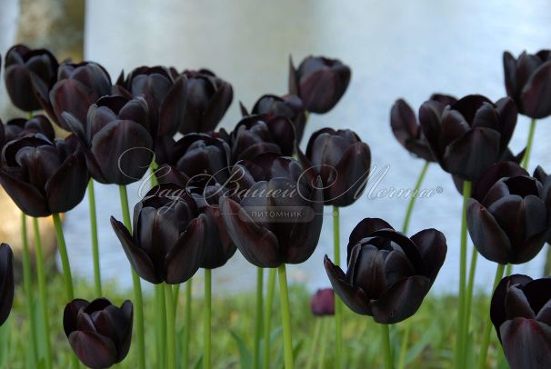 Тюльпан Куин оф Найт (Tulipa Queen of Night) — фото 3