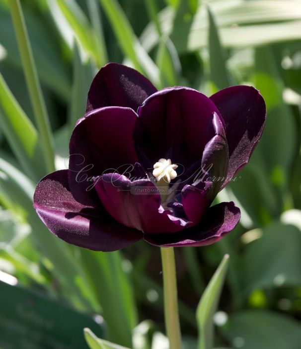 Тюльпан Куин оф Найт (Tulipa Queen of Night) — фото 5