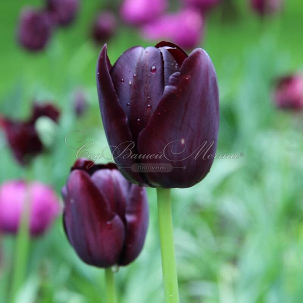 Тюльпан Куин оф Найт (Tulipa Queen of Night) — фото 6