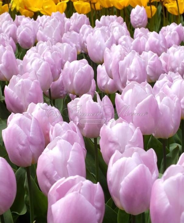 Тюльпан Кэнди Принц (Tulipa Candy Prince) — фото 7