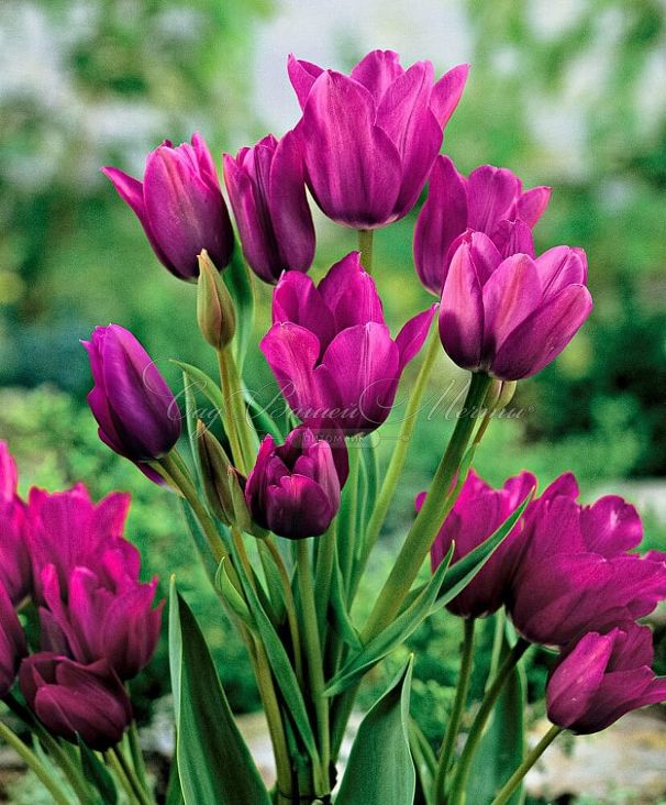 Тюльпан Найт Клаб (Tulipa Night Club) — фото 3