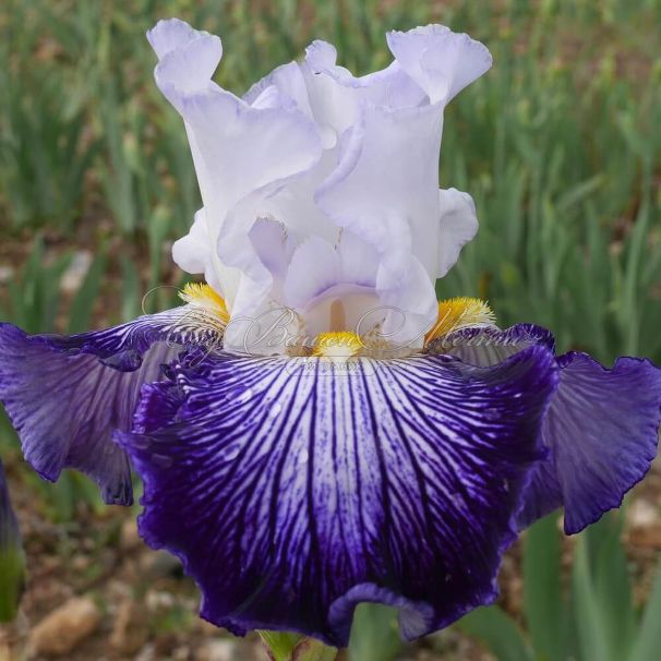 Ирис "Анкр де Щин" (Iris Encre De Chine) — фото 2