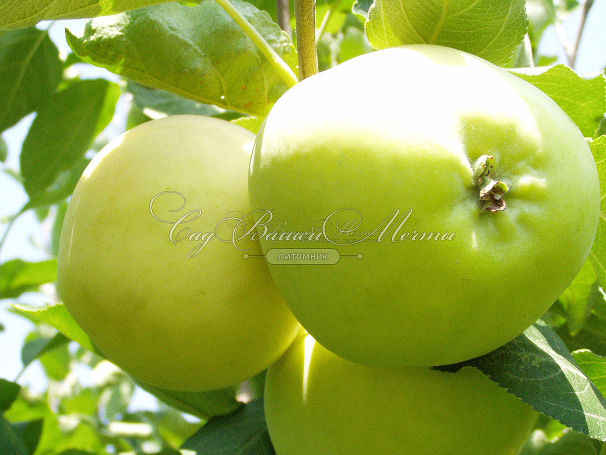 Яблоня 2х-сортовая - Белый налив / Мельба — фото 2