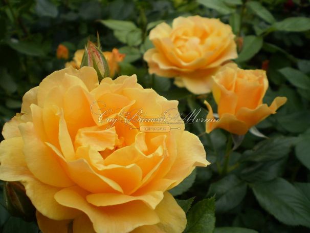 Роза Apricot Clementine (Априкот Клементайн) — фото 2