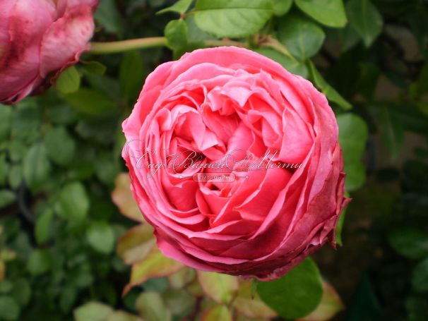 Роза Auguste Renoir (Огюст Ренуа) — фото 6