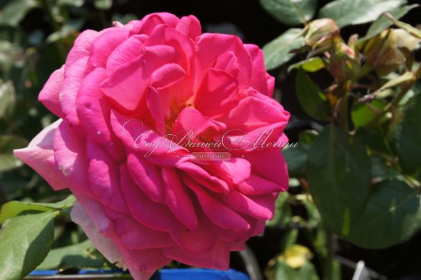 Роза Excelsa (Эксцельза)  — фото 12