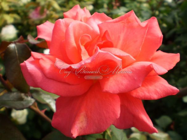 Роза Royal Deine (Роял Дейн) — фото 4