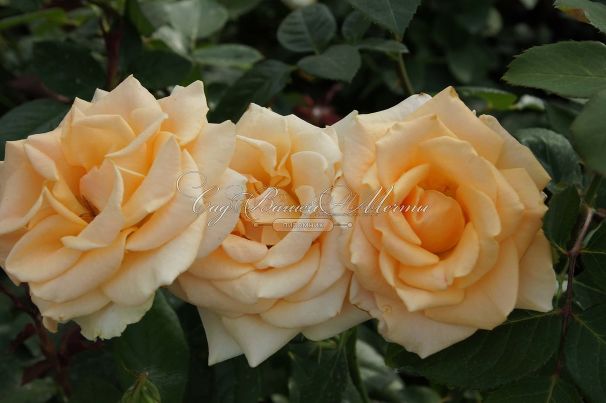 Роза Versilia (Версилия) — фото 2