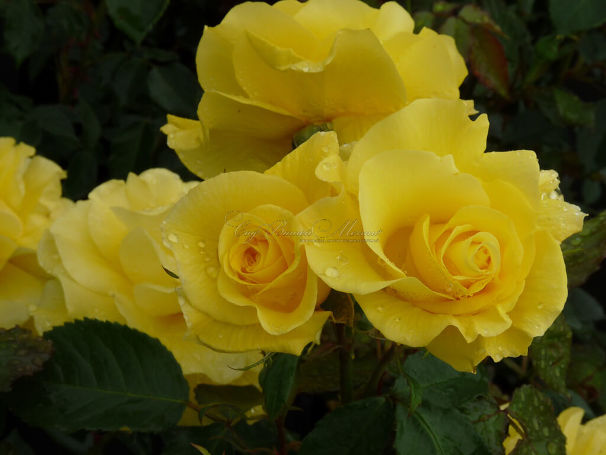 Роза Friesia (Фрезия) — фото 2