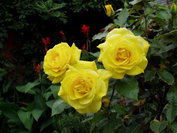 Роза Friesia (Фрезия) — фото 3