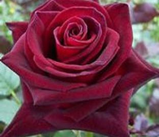 Роза Black Beauty (Блэк Бьюти) — фото 1