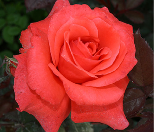 Роза Lady rose (Леди роуз)