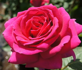 Роза Big Purple (Биг Пёрпл) — фото 1