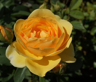 Роза Golden Celebration (Голден Селебрейшн) — фото 1