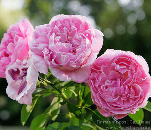 Роза Mary rose (Мери роуз) — фото 1