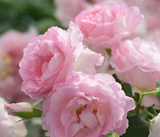 Роза Lien Rose (Лиен Роуз) — фото 1