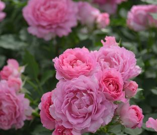 Роза Pink of Princess (Пинк оф Принцесс) — фото 1