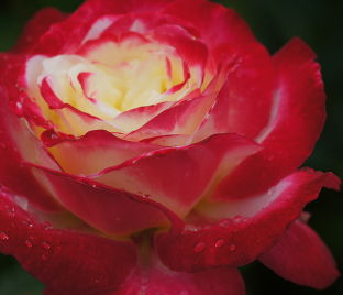 Роза Double Delight (Дабл Дилайт) — фото 1