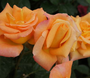 Роза Australian gold (Австралиан голд)