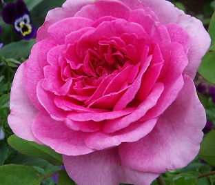 Роза Gertrude Jekyll (Гертруда Джекил) — фото 1