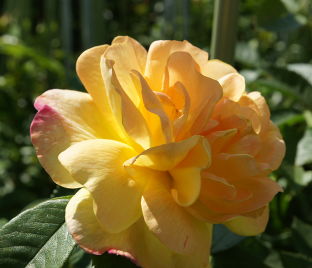 Роза Golden Showers (Голден Шауэрс) — фото 1