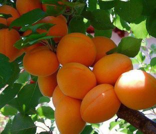 Колоновидный абрикос 
