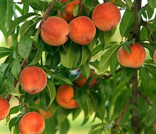 Колоновидный персик 
