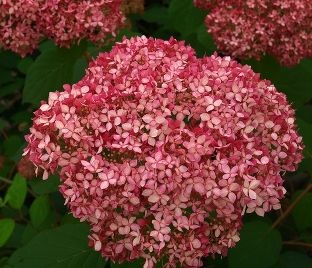 Гортензия древовидная Пинк Пинкьюшн / Hydrangea arborescens Pink Pincushion — фото 1