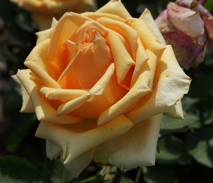 Роза Azafran (Азафран) — фото 1