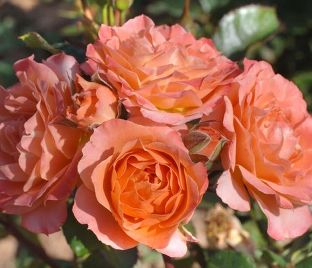 Роза Colibri Meillandina (Колибри Мейяндина) — фото 1