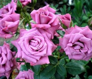 Роза Lavender Meillandina (Лавендер Мейландина) — фото 1