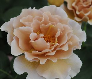 Роза Eventail d'or (Ивентель д'ор) — фото 1