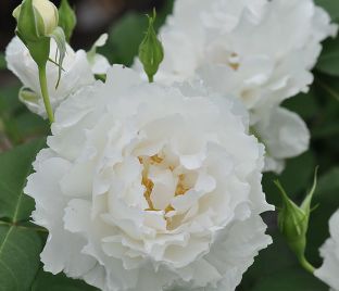 Роза Le Blanc (Ле Блан) — фото 1