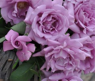 Роза Purple Rain (Перпл Рэйн) — фото 1