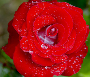 Роза Sexy red (Секси рэд) 