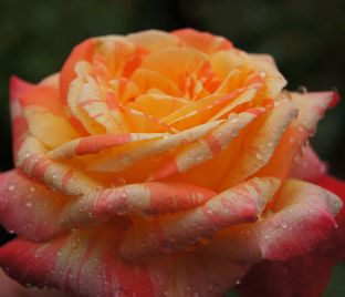 Роза Fiesta (Фиеста) — фото 1