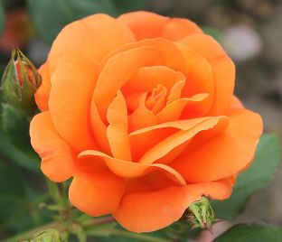 Роза Orange Dawn (Оранж Даун) — фото 1