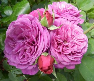 Роза Heidi Klum Rose (Хейди Клюм Роз) — фото 1