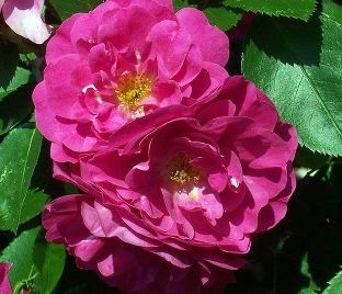 Роза John Cabot (Джон Кэбот) — фото 1