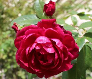 Роза Quadra (Квадра) — фото 1