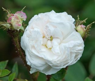 Роза Blanche Moreau (Бланш Моро) — фото 1
