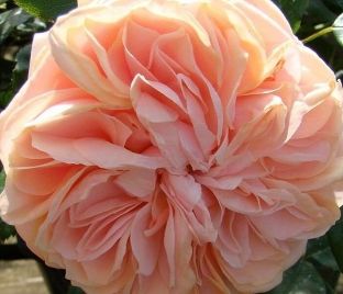 Роза штамбовая Garden of Roses (Гарден оф Роузес) — фото 1