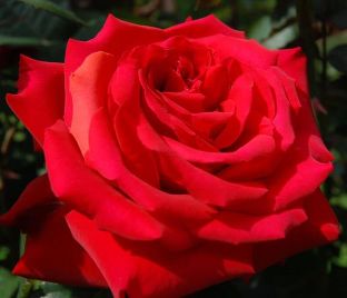 Роза штамбовая Grande Amore (Гранд Аморе) — фото 1