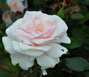Роза штамбовая A Whiter Shade of Pale (Э Уайтэ Шэйд оф Пэйл) — фото 1