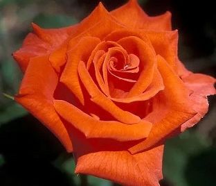 Роза штамбовая Alla (Алла) — фото 1