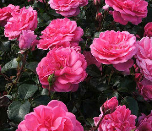 Роза штамбовая Berleburg (Барлебург) — фото 1