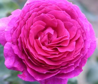 Роза штамбовая Big Purple (Биг Пёрпл) — фото 1