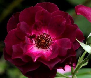 Роза штамбовая Burgundy Ice (Бургунди Айс) — фото 1