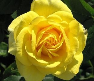 Роза штамбовая Carte d'Or (Карт де Ор) — фото 1